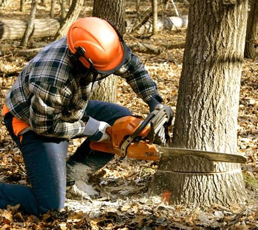 Tree Removal in Bremo Bluff, VA